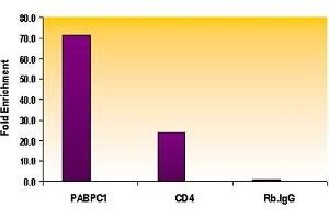 Histone H3 monomethyl Lys79 antibody tested by ChIP analysis. (Histone 3 抗体  (meLys79))