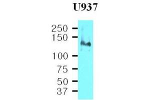 Cell lysates of U937(40 ug) were resolved by SDS-PAGE, transferred to nitrocellulose membrane and probed with anti-human CD29 (1:500). (ITGB1 抗体  (AA 34-141))