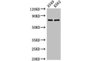 Western Blot Positive WB detected in: A549 whole cell lysate, K562 whole cell lysate All lanes: POLH antibody at 2. (POLH 抗体  (AA 408-609))