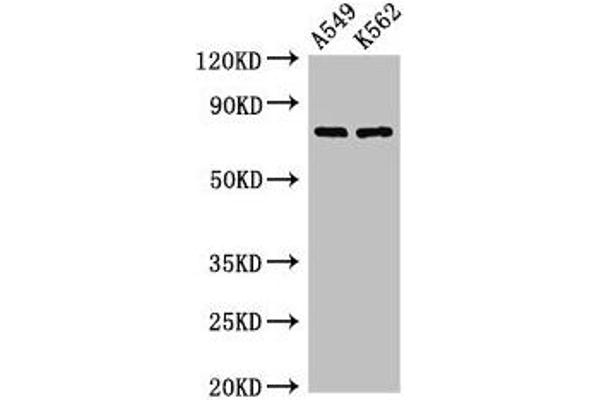 POLH anticorps  (AA 408-609)