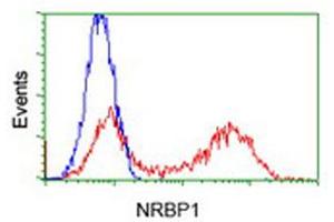 Flow Cytometry (FACS) image for anti-Nuclear Receptor Binding Protein 1 (NRBP1) antibody (ABIN1499828)