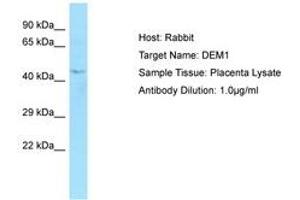 Image no. 1 for anti-Exonuclease 5 (EXO5) (AA 202-251) antibody (ABIN6750050)