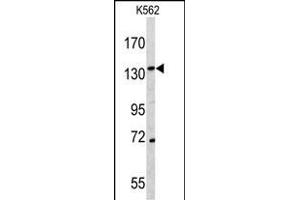Western blot analysis of C antibody (N-term) (ABIN391501 and ABIN2841466) in K562 cell line lysates (35 μg/lane). (CD163 抗体  (N-Term))