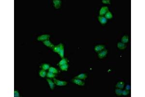 Immunofluorescent analysis of HepG2 cells using ABIN7156207 at dilution of 1:100 and Alexa Fluor 488-congugated AffiniPure Goat Anti-Rabbit IgG(H+L) (IDO1 抗体  (AA 1-403))