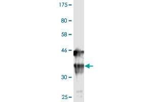 Western Blot detection against Immunogen (36. (IL1A 抗体  (AA 172-271))