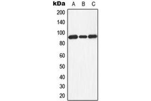 Western blot analysis of Dishevelled 3 expression in HEK293T (A), Raw264. (DVL3 抗体  (Center))