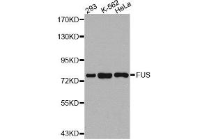 Western Blotting (WB) image for anti-Fused in Sarcoma (FUS) antibody (ABIN1876950) (FUS 抗体)