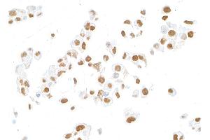 Immunocytochemistry (ICC) image for anti-MutL Homolog 1 (MLH1) (AA 450-500) antibody (ABIN7455102)