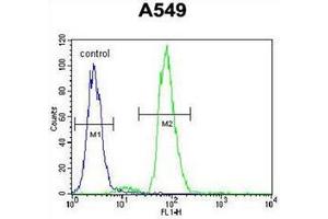 Flow cytometric analysis of A549 cells using  RAD17 Antibody  (right histogram) compared to a negative control cell (left histogram). (RAD17 抗体  (Middle Region))