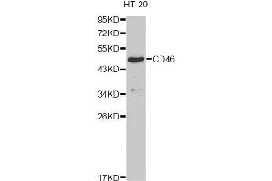 Western blot analysis of extracts of HT-29 cells, using CD46 antibody (ABIN6293305) at 1:1000 dilution. (CD46 抗体)