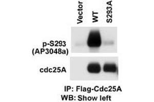 The anti-Phospho-CDC25A- Pab (ABIN389530 and ABIN2839578) is used in Western blot to detect Phospho-CDC25A- in cells transfected with wild type or mutant A of CDC25A. (CDC25A 抗体  (pSer293))