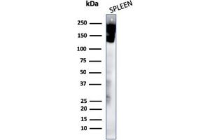 Western Blotting (WB) image for anti-Protein tyrosine Phosphatase, Receptor Type, C (PTPRC) antibody (ABIN6940452)