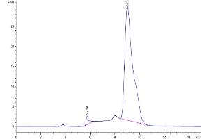 The purity of Human Fc epsilon RI alpha/FCER1a is greater than 95 % as determined by SEC-HPLC.