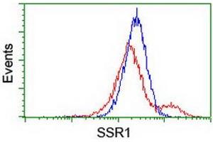 Image no. 2 for anti-Signal Sequence Receptor, alpha (SSR1) antibody (ABIN1501153) (SSR1 抗体)