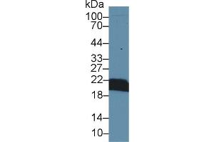 Western blot analysis of Mouse Kidney lysate, using Mouse CYPB Antibody (1 µg/ml) and HRP-conjugated Goat Anti-Rabbit antibody ( (PPIB 抗体  (AA 34-216))