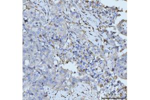 IHC analysis of PLD3 using anti-PLD3 antibody (ABIN7599439).