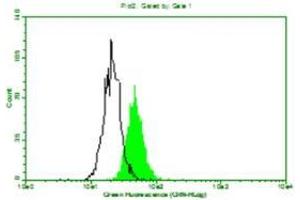 Above is the histogram of Mouse anti-Human beta 2 Micro Globulin monoclonal antibody (D2A10) 1:100 (10ug/mL) staining of Hela cells. (beta-2 Microglobulin 抗体)