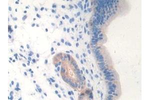 Immunohistochemistry (IHC) image for anti-Nitric Oxide Synthase 1, Neuronal (NOS1) (AA 53-247) antibody (ABIN7437716)