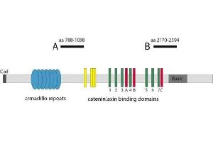 Image no. 1 for anti-Adenomatous Polyposis Coli (APC) antibody (ABIN1105396) (APC 抗体)
