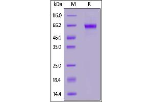 Biotinylated Human CD229, His,Avitag on  under reducing (R) condition. (LY9 Protein (AA 48-454) (His tag,AVI tag,Biotin))