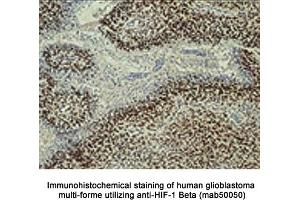 Image no. 1 for anti-Aryl Hydrocarbon Receptor Nuclear Translocator (ARNT) (AA 496-789) antibody (ABIN363204) (ARNT 抗体  (AA 496-789))