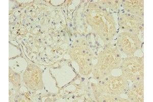 Immunohistochemistry of paraffin-embedded human kidney tissue using ABIN7155725 at dilution of 1:100 (HOXA6 抗体  (AA 1-233))