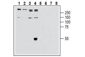 Western blot analysis of human Jurkat T-cell leukemia cell line lysate (lanes 1 and 5), human SH-SY5Y neuroblastoma cell line lysate (lanes 2 and 6), human Colo-205 colon adenocarcinoma cell line lysate (lanes 3 and 7) and HepG2 hepatocellular carcinoma (lanes 4 and 8): - 1-4. (SORL1 抗体  (Extracellular, N-Term))