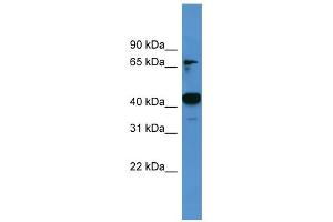 WB Suggested Anti-Ascc1 Antibody Titration: 0. (ASCC1 抗体  (C-Term))