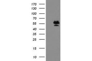 Image no. 2 for anti-Protein Arginine Methyltransferase 2 (PRMT2) antibody (ABIN1500419) (PRMT2 抗体)