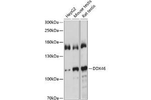 Western blot analysis of extracts of various cell lines, using DDX46 antibody  at 1:1000 dilution. (DDX46 抗体  (AA 682-1031))