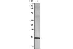 Western Blotting (WB) image for anti-Interferon gamma (IFNG) antibody (ABIN1107646) (Interferon gamma 抗体)