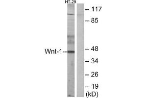 Western blot analysis of extracts from HT-29 cells, using WNT1 antibody. (WNT1 抗体  (C-Term))