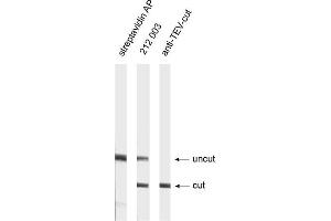 Western Blotting (WB) image for anti-TEV (Cut Protease Site) antibody (ABIN1742525) (TEV (Cut Protease Site) 抗体)