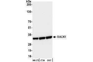 Western Blotting (WB) image for anti-Guanine Nucleotide Binding Protein (G Protein), beta Polypeptide 2-Like 1 (GNB2L1) (AA 1-50) antibody (ABIN7450630)
