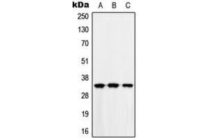 Western blot analysis of MAD2L1BP expression in HEK293T (A), Raw264.