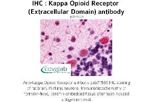 Image no. 1 for anti-Opioid Receptor, kappa 1 (OPRK1) (2nd Extracellular Domain) antibody (ABIN1736158) (OPRK1 抗体  (2nd Extracellular Domain))