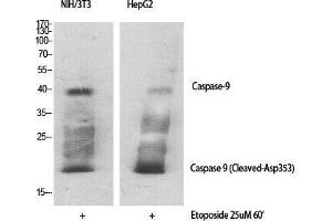 Western Blot (WB) analysis of specific cells using Cleaved-Caspase-9 (D353) Polyclonal Antibody. (Caspase 9 抗体  (Asp353, cleaved))