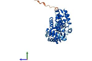 AlphaFold protein structure predicition of Mouse Recombinant Rfc5 Protein, UniprotID Q9D0F6