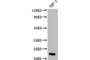 Western Blot Positive WB detected in: THP-1 whole cell lysate All lanes: IL23 antibody at 1:1000 Secondary Goat polyclonal to rabbit IgG at 1/50000 dilution Predicted band size: 21 kDa Observed band size: 21 kDa (Recombinant IL23A 抗体)