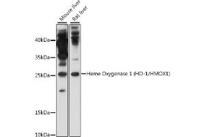 Western blot analysis of extracts of various cell lines, using Heme Oxygenase 1 (HO-1/HMOX1) antibody (ABIN6131782, ABIN6141882 and ABIN7101395) at 1:1000 dilution. (HMOX1 抗体)