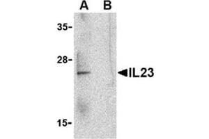 Image no. 1 for anti-Interleukin 23, alpha subunit p19 (IL23A) (C-Term) antibody (ABIN318744) (IL23A 抗体  (C-Term))