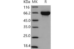 KIRREL3 Protein (His tag)