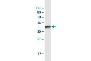 Western Blot detection against Immunogen (51. (IGKC 抗体  (AA 1-236))