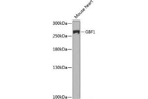 Western blot analysis of extracts of Mouse heart using GBF1 Polyclonal Antibody at dilution of 1:1000. (GBF1 抗体)
