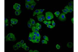 Immunofluorescence staining of HepG2 cells with ABIN7156094 at 1:66, counter-stained with DAPI. (IGKC 抗体  (AA 1-107))