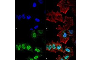 Immunocytochemistry/Immunofluorescence analysis using Mouse Anti-Alpha Synuclein Monoclonal Antibody, Clone 10H7 (ABIN5564086). (SNCA 抗体  (PerCP))