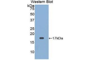 Western Blotting (WB) image for anti-CD59 (CD59) (AA 22-96) antibody (ABIN3206840) (CD59 抗体  (AA 22-96))