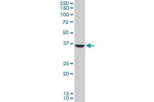 AKR1C2 MaxPab polyclonal antibody. (AKR1C2 抗体  (AA 1-323))