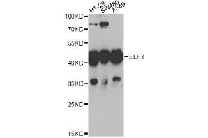 Western blot analysis of extracts of various cell lines, using ELF3 antibody (ABIN5973778) at 1/1000 dilution. (ELF3 抗体)