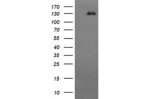 Image no. 1 for anti-CD163 (CD163) antibody (ABIN1497176) (CD163 抗体)